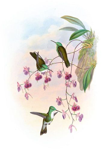 Millers Emerald, John Gould