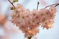 Heart of blossom by Moetwil en van Dijk - Fotografie thumbnail