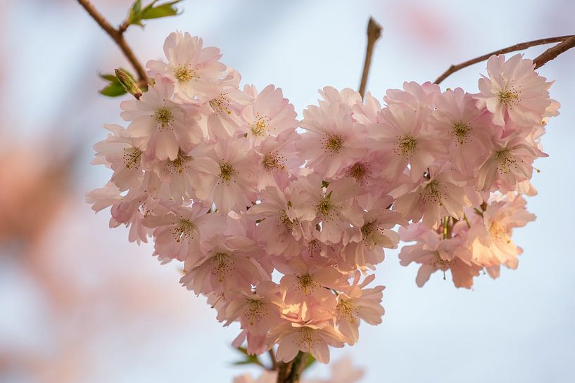 Heart of blossom by Moetwil en van Dijk - Fotografie