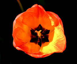 Das feurige Herz einer Tulpe. von Jose Lok