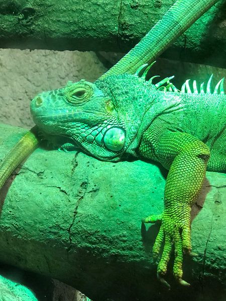 Reptil 2 von tania mol