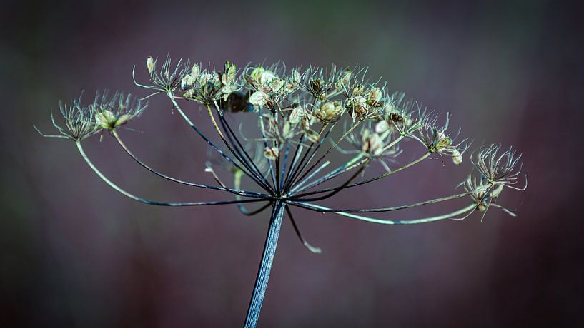 Beauté naturelle par Anja Roelenga