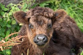 Schote Hooglander in the lowlands by Joy of Light Photography