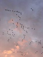 Sonnenuntergang mit fliegenden Zugvögeln in rosa-orangefarbenen Tönen
