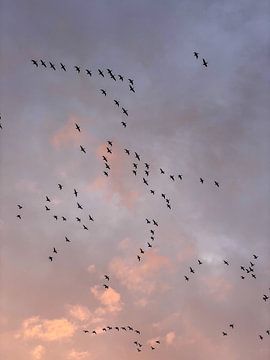 Zonsondergang met vliegende trekvogels in rose oranje tinten van Femke de Vries