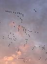 Sonnenuntergang mit fliegenden Zugvögeln in rosa-orangefarbenen Tönen von Femke de Vries Miniaturansicht
