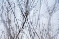 Abstract branches