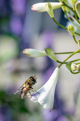 Bij op Afrikaanse Lelie