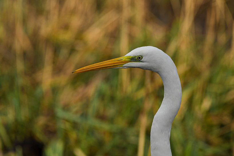 Grote zilverreiger portret van Shirley Douwstra