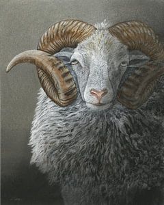 Portrait of a Skudden ram by Helga Pohlen - ThingArt