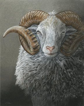 Portrait d'un mouton Skudde-ram sur Helga Pohlen - ThingArt