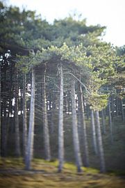 Niederländischer Märchenwald in den Dünen von Karel Ham