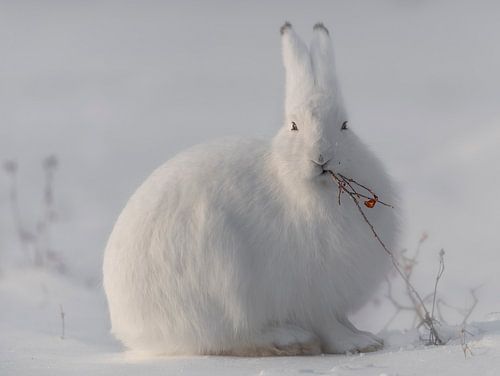wild arctic hare
