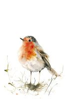 Aquarel roodborstje