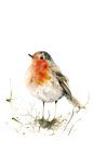 Aquarel roodborstje van Christian Müringer thumbnail