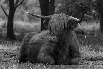 B &W Scottish Highlander