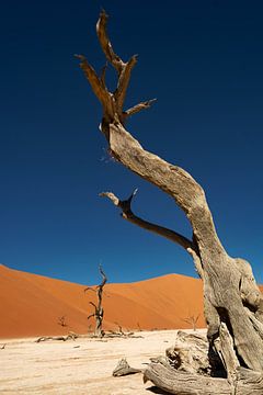 Dead Vlei by Alex Neumayer