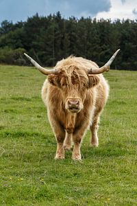 Der schottische Highlander schaut dich durchdringend an