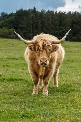 Scottish Highlander looks at you penetratingly