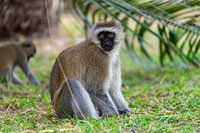 Vervet aapje in Kenia