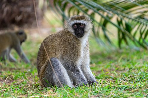 Grüne Meerkatze in Kenia