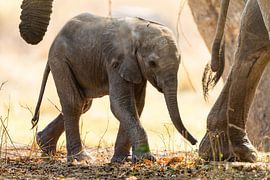 Guided by Giants by Dazmental