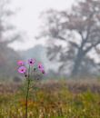 Paysage d'automne par Marijke Keijser Aperçu