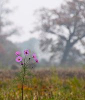 Paysage d'automne
