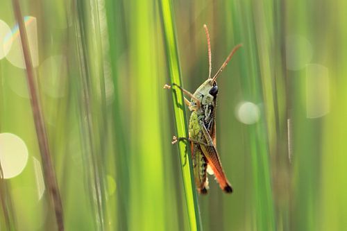 Grasshopper in the grass