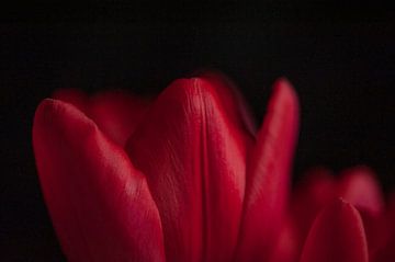 Rode tulp met zwarte achtergrond van Doris van Meggelen