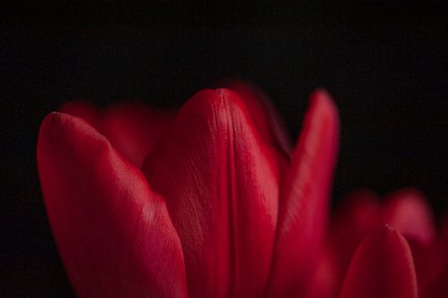 Rode tulp met zwarte achtergrond