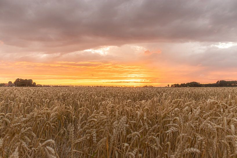 Grainfield by Marjolein Albregtse