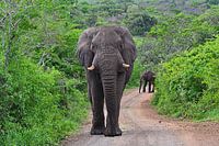 Elefant im Hluhluwe-Imfolozi-Wildreservat