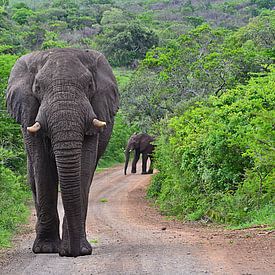 Éléphant dans la réserve de Hluhluwe-Imfolozi sur JTravel