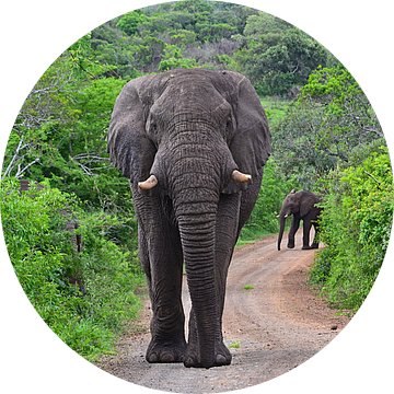 Olifant in Hluhluwe-Imfolozi Game Reserve van JTravel