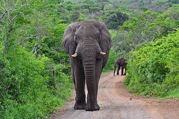 Éléphant dans la réserve de Hluhluwe-Imfolozi