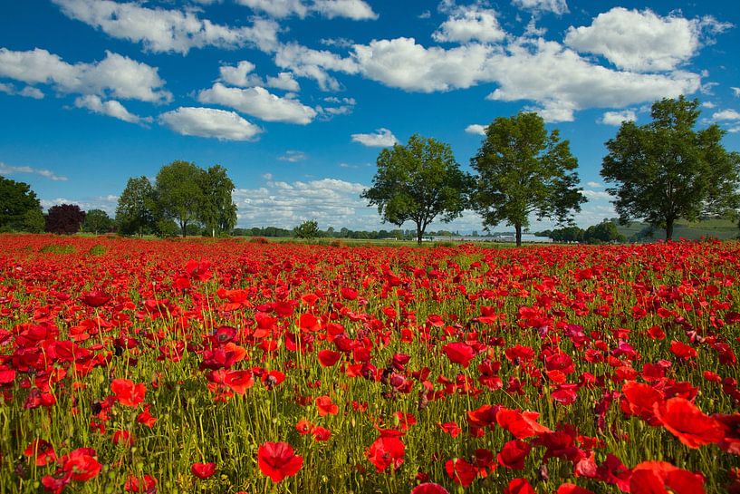 Poppy field in the district of Emmendingen by Tanja Voigt