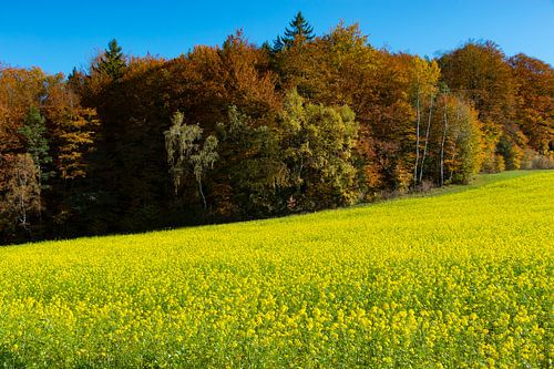 Rapsfeld vor herbstlichen Wald