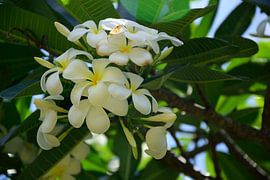 Plumeria tree by Frank's Awesome Travels