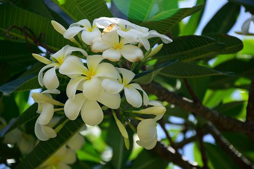 Plumeria boom