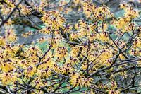 Witch hazel Hamamelis x intermedia - Barmstedt Gold'