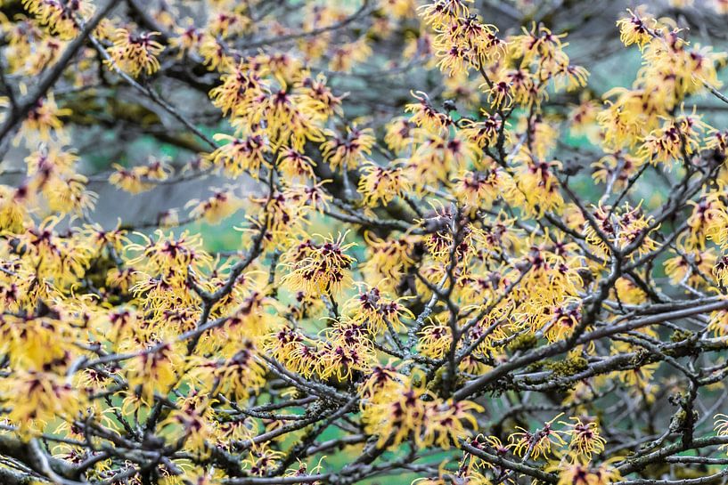 Toverhazelaar Hamamelis x intermedia - Barmstedt Gold&#039; van Dieter Meyer