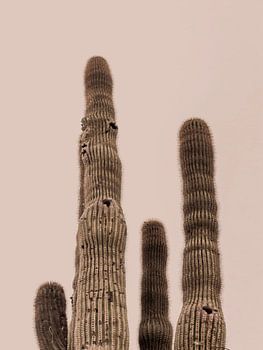 Desert Cactus Sun Baked Warm Pink Sky