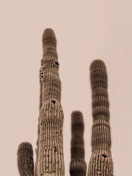 Wüstenkaktus, sonnenverwöhnt, warmer rosa Himmel von Stephanie Klatt