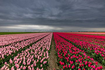 tulpen grens en dreigende lucht van peterheinspictures
