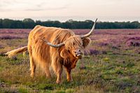 Crazy cow