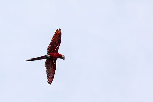 Papagaai  in Kabalebo in Suriname