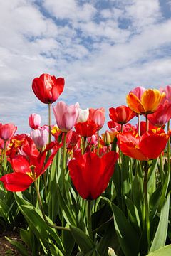 Champ de tulipes 2.0 sur Ingo Laue