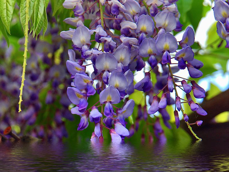 paarse droom van Edgar Schermaul