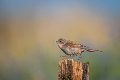 Grasmus klaar voor vertrek